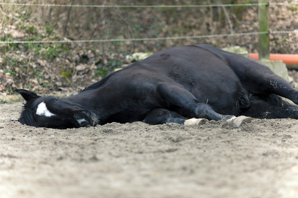 Horse,With,Colic,Laying,On,Side,And,Sleep