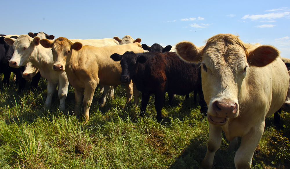 Heifers,Graze,In,A,Small,Herd,Along,Kansas,Prairie