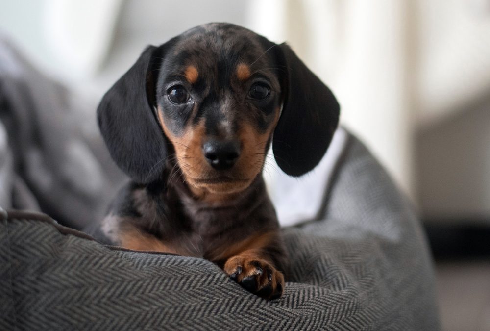 Miniature Dachshund Pup with a Broken Heart Saved After World-Leading Surgery