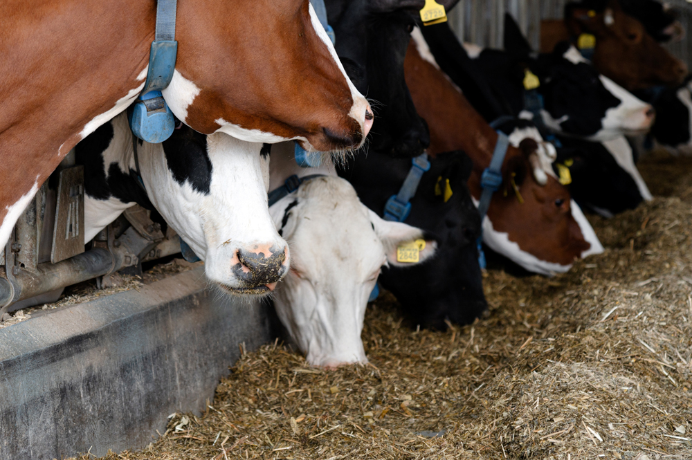 Livestock Food Safety News: Animal Health News and Views