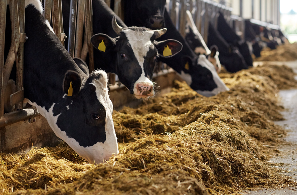 Livestock Infectious Disease News: Animal Health News and Views