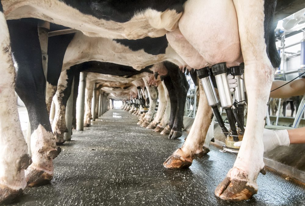 Livestock Sustainability News: Animal Health News and Views