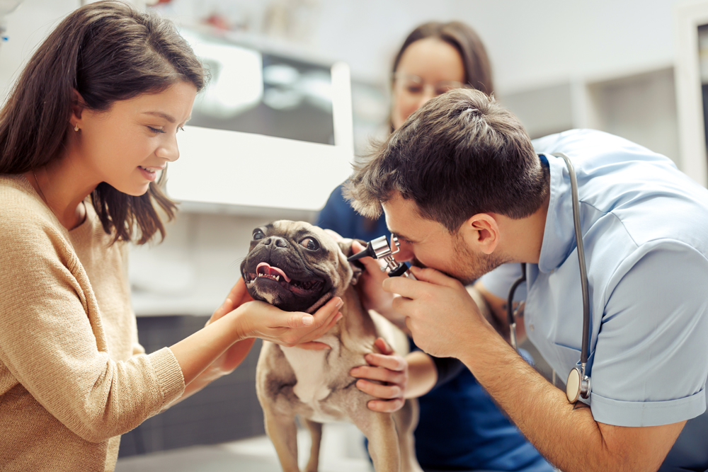 Part 1: The Soul of Veterinary Medicine Lives Local