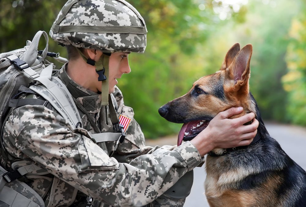 Soldier,With,Military,Working,Dog,On,Blurred,Background