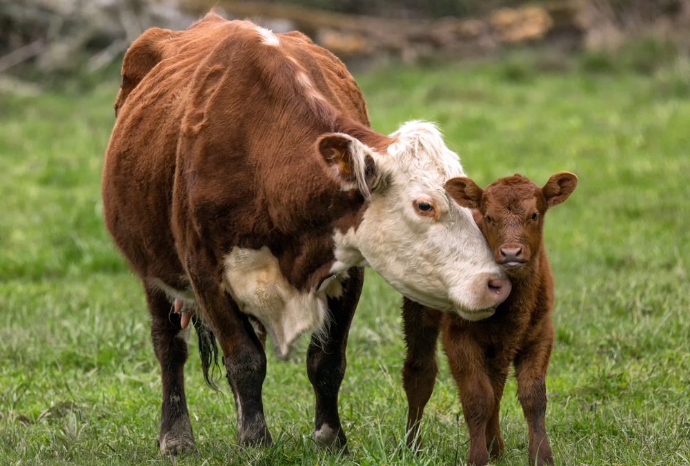 Caring For Dehydrated Calves