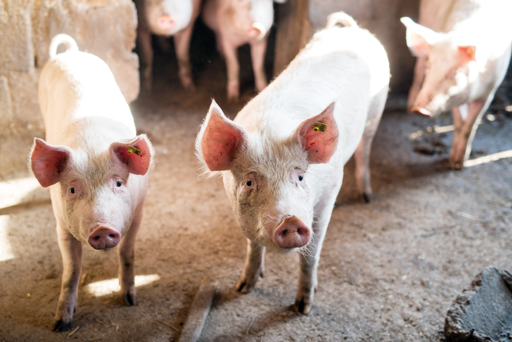 Ontario Opens State-of-the-Art Swine Research Center