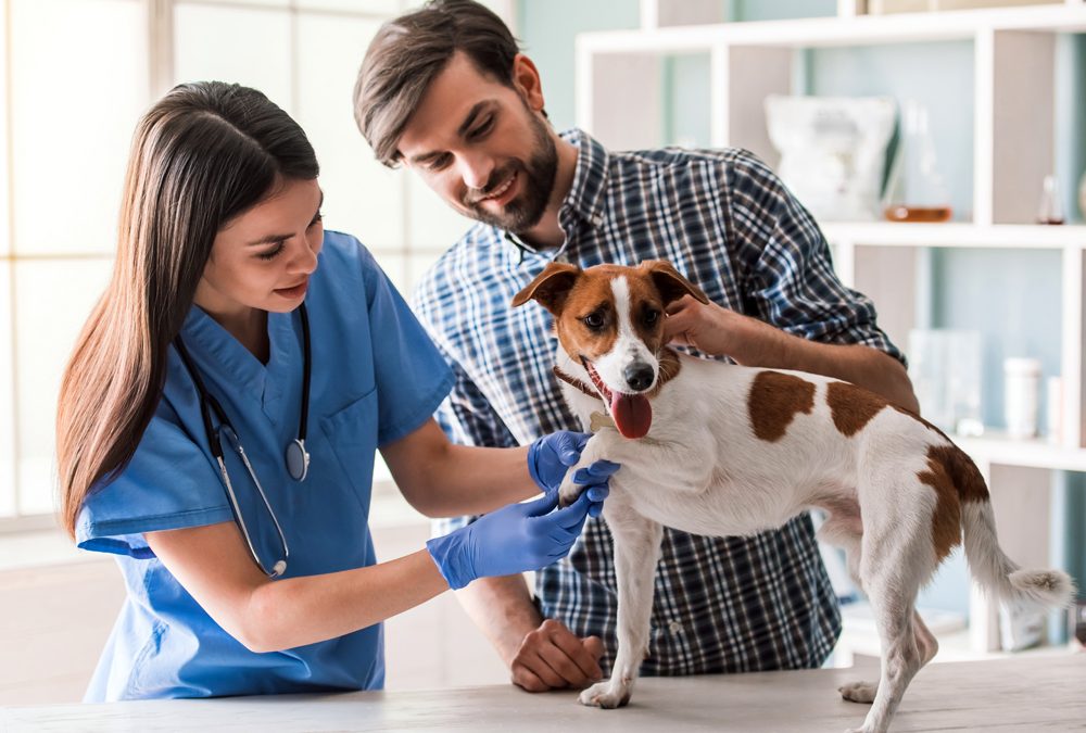 Cute,Dog,Is,Being,Examined,By,The,Beautiful,Female,Veterinarian,
