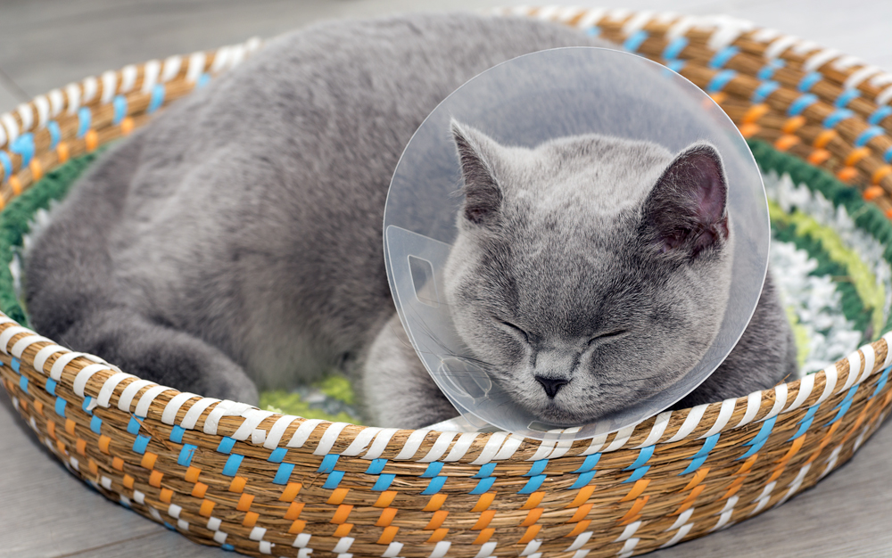 California Bill Would Allow Veterinary Technicians to Neuter Cats