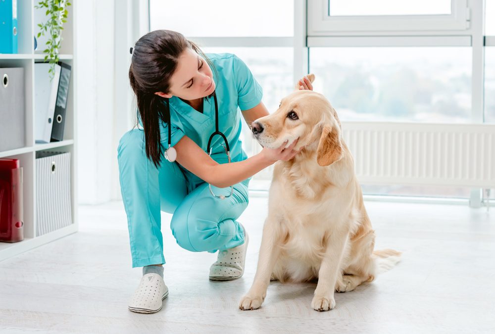 Ear,Examination,Of,Golden,Retriever,Dog,By,Vet,During,Appointment