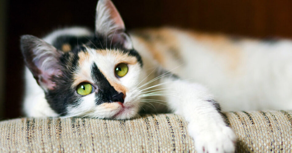 Veterinary Medicine Has a Noise Problem