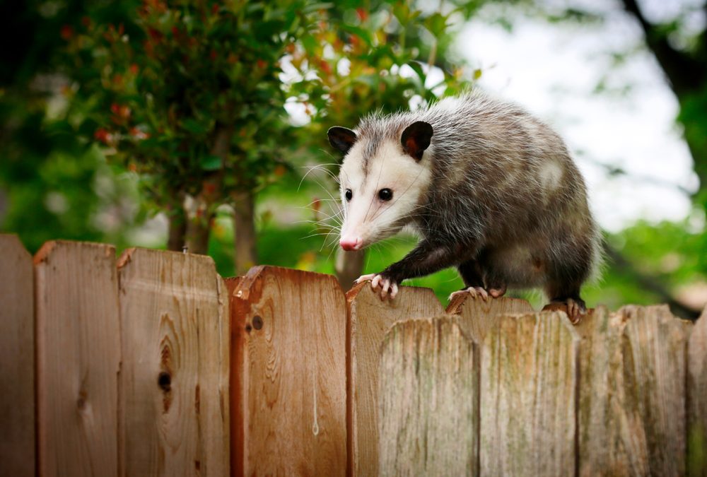 Common,Opossum,Walking,On,New,Backyard,Fence