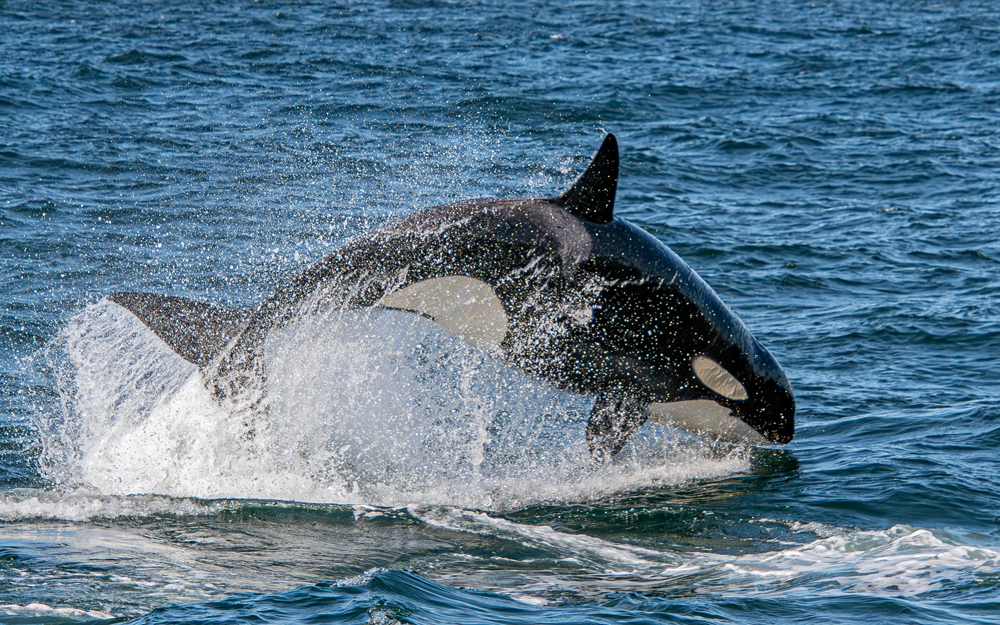 Orca,Breaching,Out,Of,The,Water