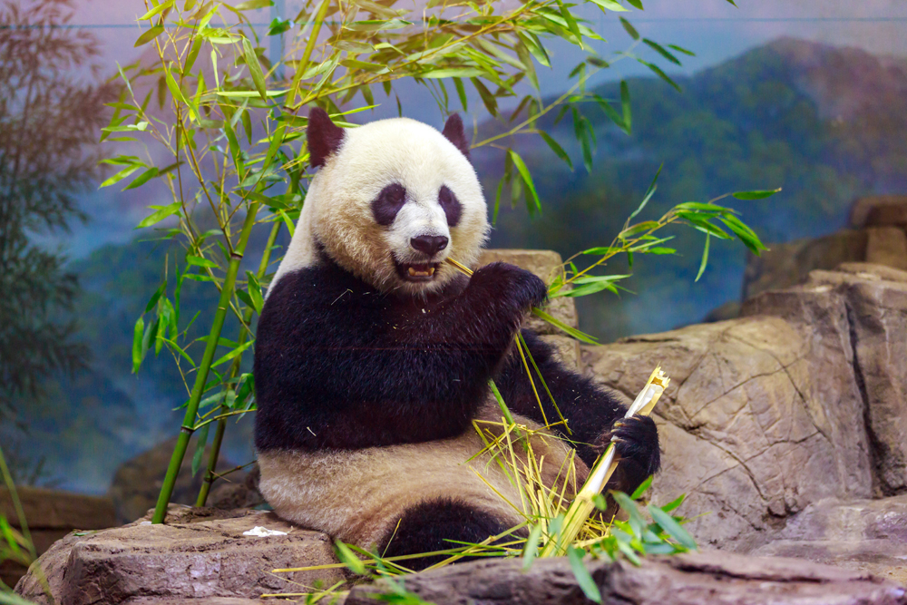 Hungry,Giant,Panda,Bear,Eating,Bamboo.
