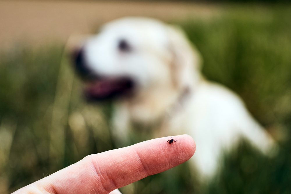 Close Up,View,Of,Tick,On,Human,Finger,Against,Dog,Lying
