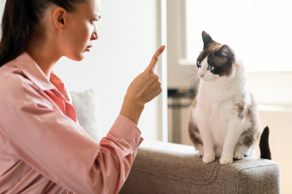 Animal Health News: Pet Behavioral Health News