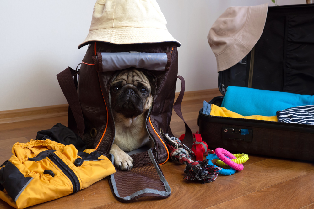 Animal Health News: Pet Disaster Preparedness News