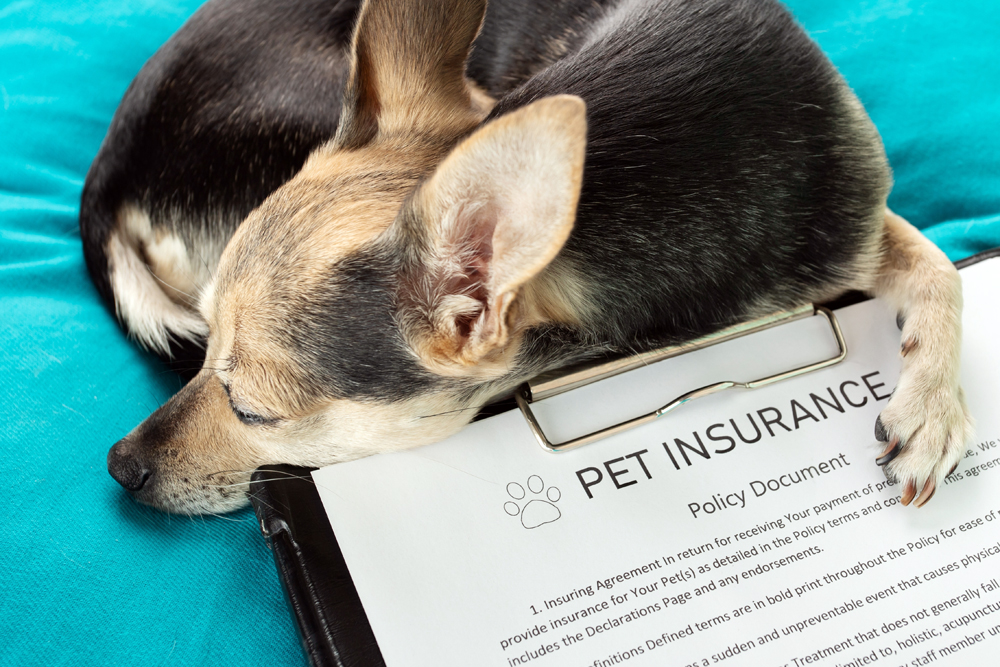 How Pet Insurance Fits into the Spectrum of Care Discussion