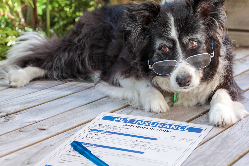 81% of Pet Owners with Pet Insurance Report It’s Worth It