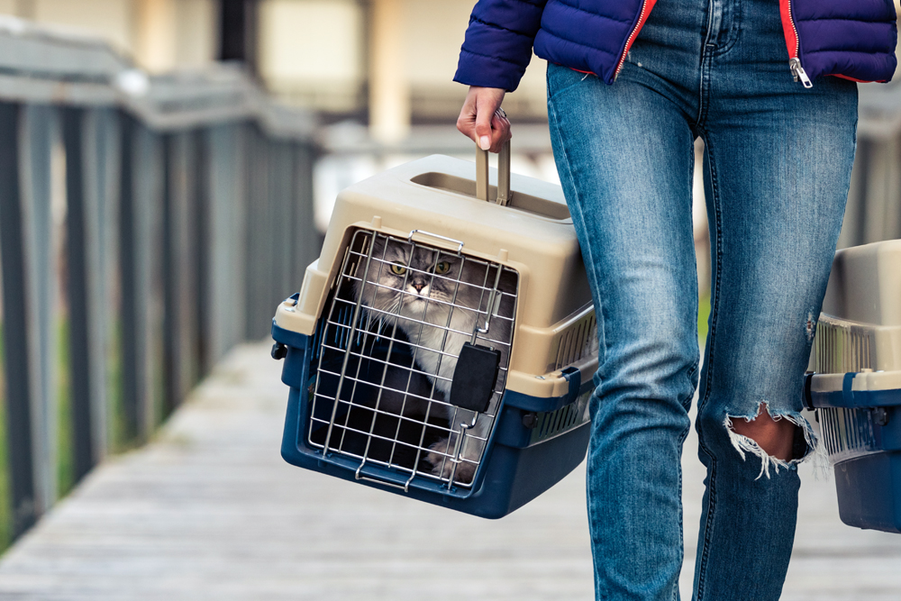 Pet Safety News