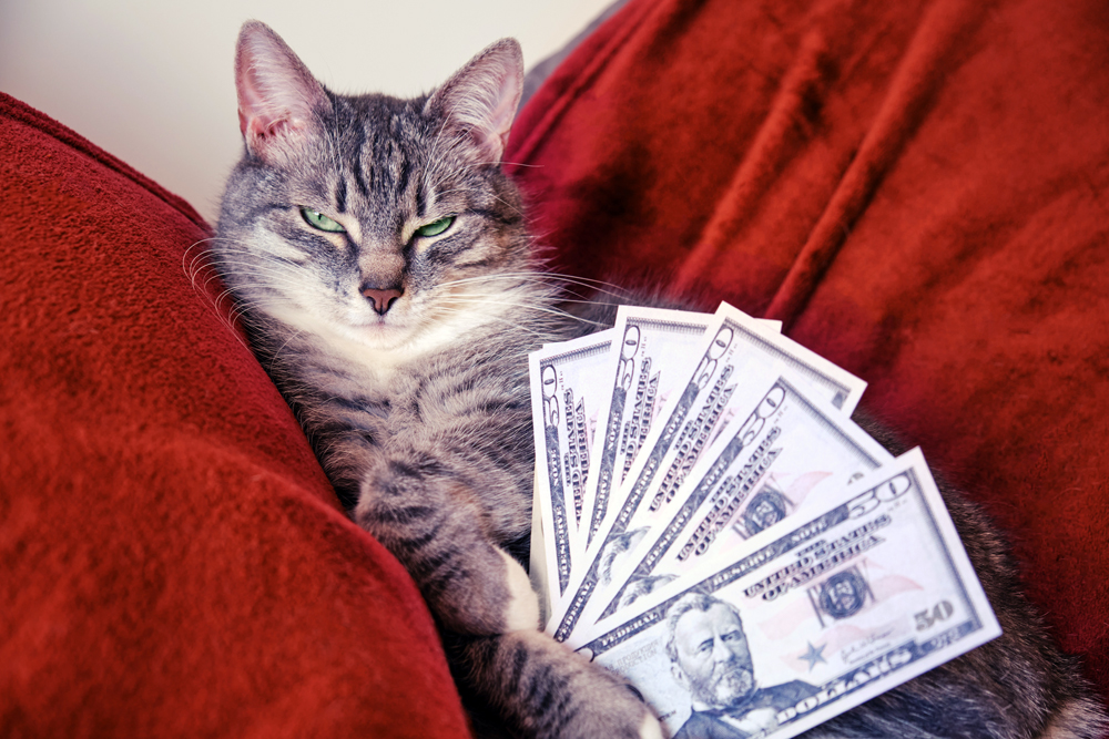 Grey,Cat,Sleeping,On,A,Red,Bed,With,Cash,Us