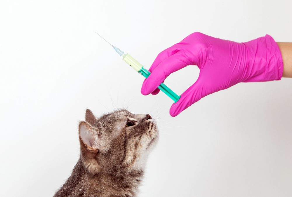 Animal Health News: Pet Vaccination News Updates