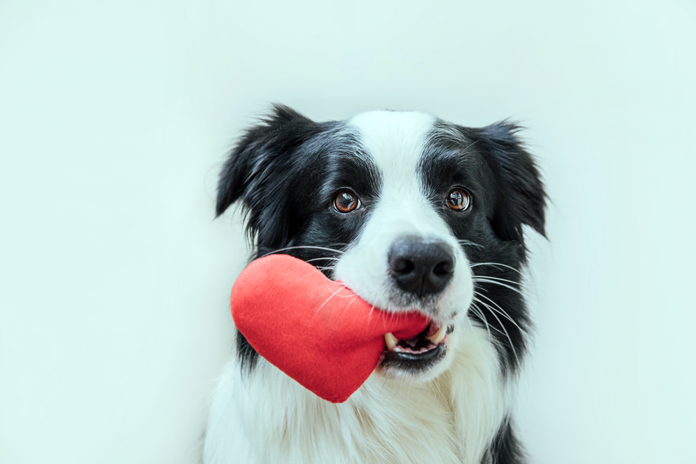 3 Ways Owning A Pet Can Improve Your Love Life
