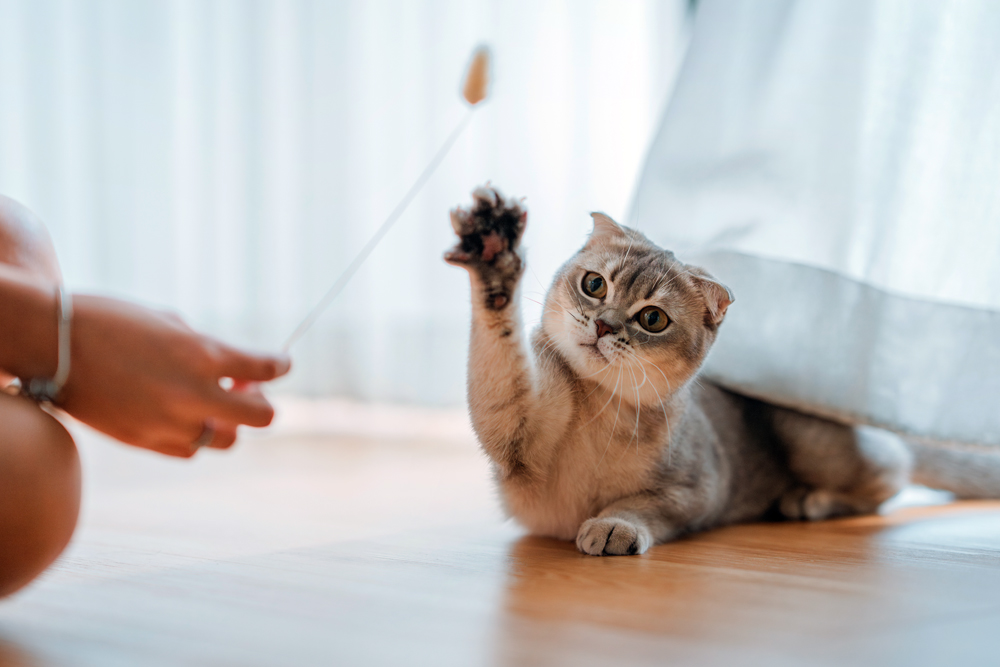 Woman,Using,Cat,Toy,Playing,With,Her,Scottish,Fold,Cat