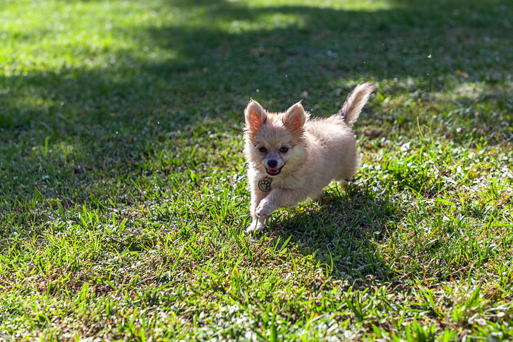 Running,Through,A,Green,Yard,,A,Small,Pomeranian,Puppy,Plays