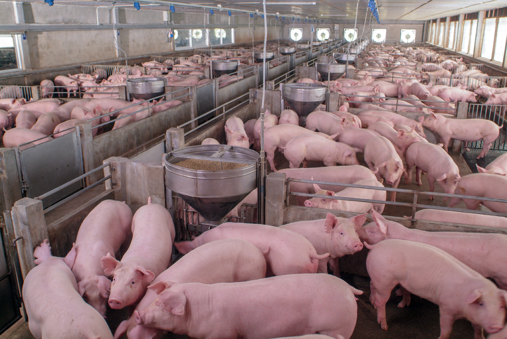 Traceability is the Missing Link, Pork Producer Says