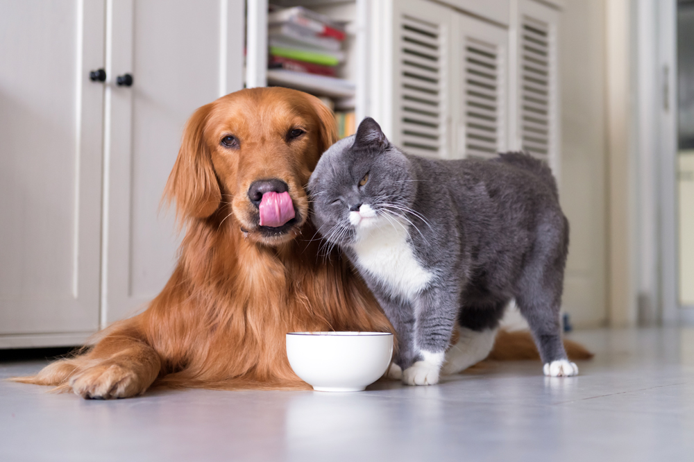 Post Holdings to Inject Up to $100 Million into Pet Food Operations in 2024