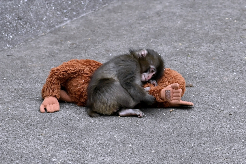 What a Viral Monkey Reveals About the Internet We Live In