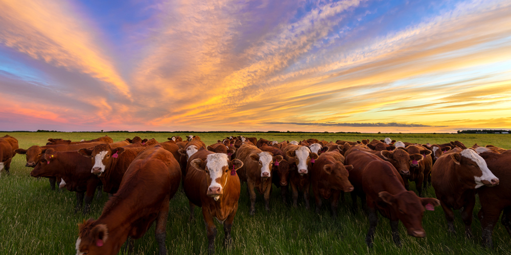Cattle,Grazing,In,The,Pasture,At,Sunset,In,The,Country.