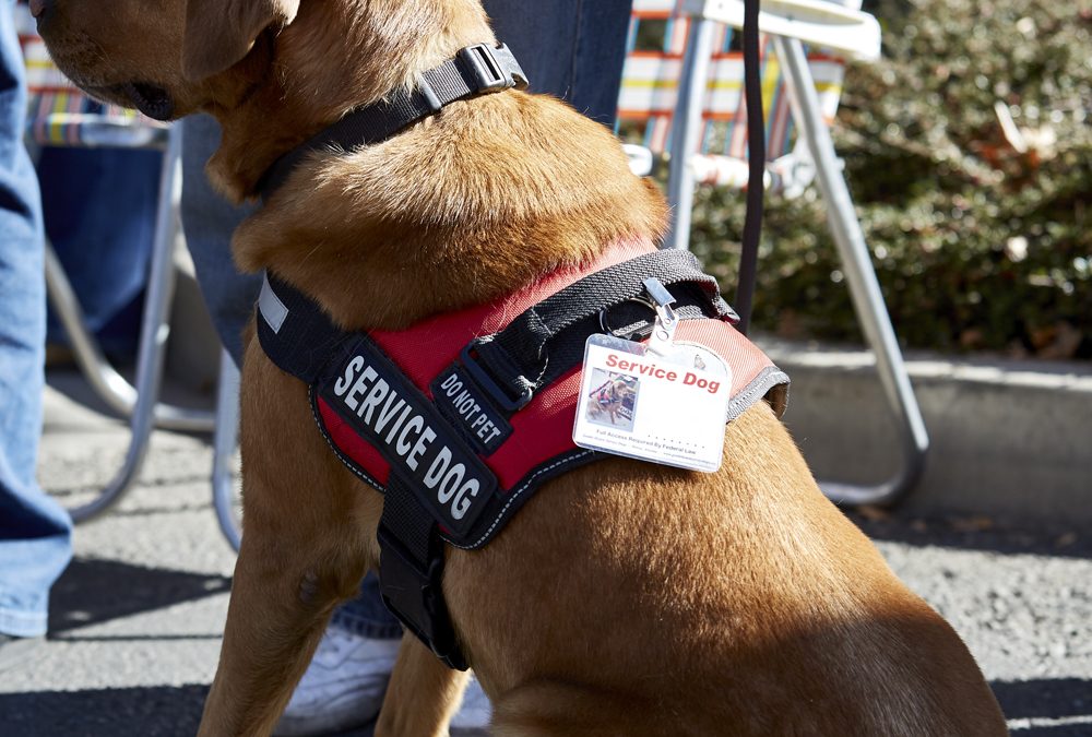 Nonprofit Pairs Veterans Suffering from Military Traumas with Service Animals