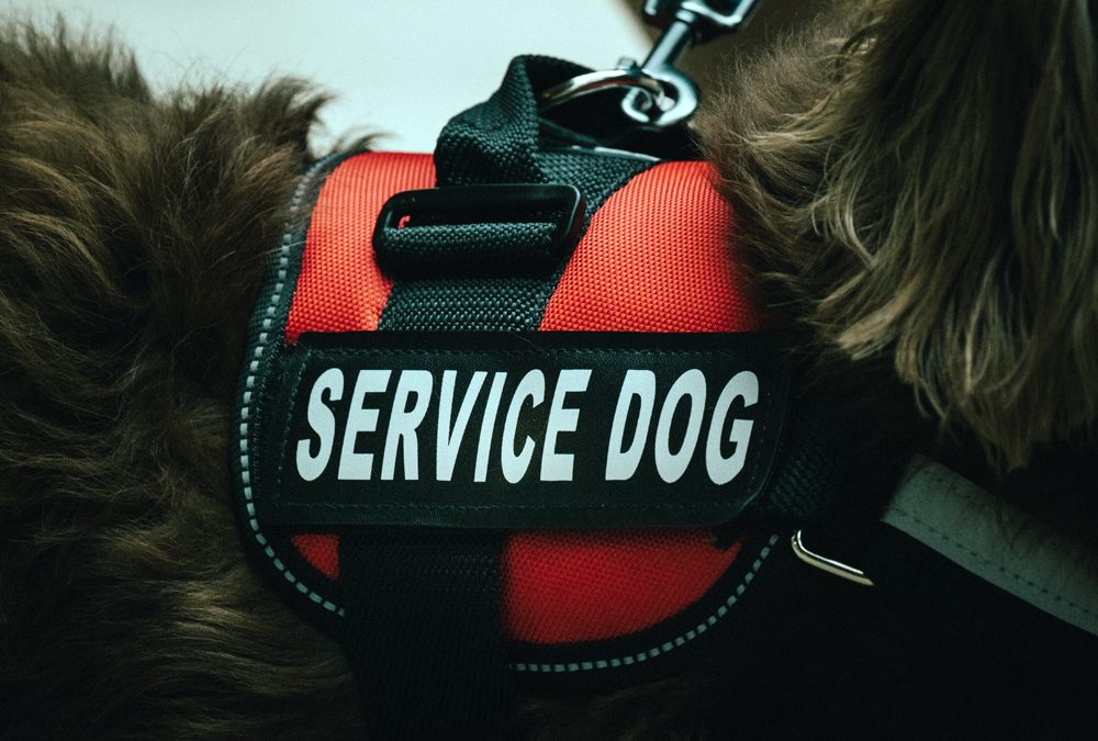 Service Dogs Lead to Fewer Seizures in Resistant Epilepsy