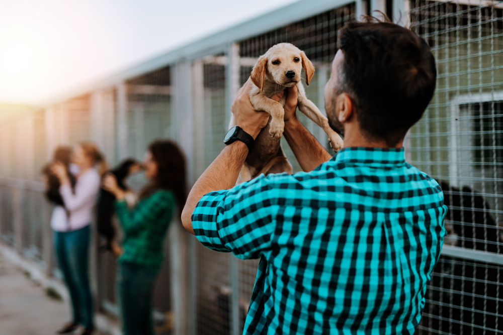 Pet Health Partnership Focuses on Shelter Animals