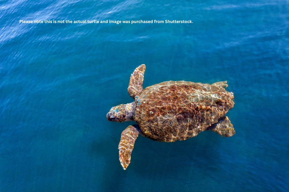 A 320-Pound Loggerhead Sea Turtle Hit By a Boat Gets An Oversize CT Scan, With a Surprise