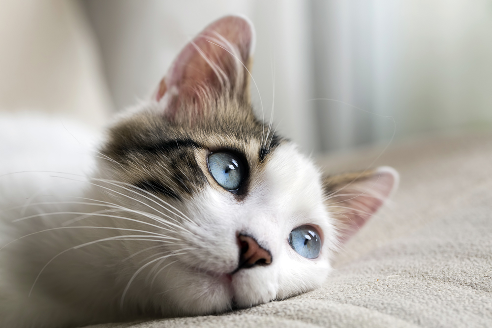 Genetic Mutation Could Cause Severe Reactions from Feline Parasite Preventives