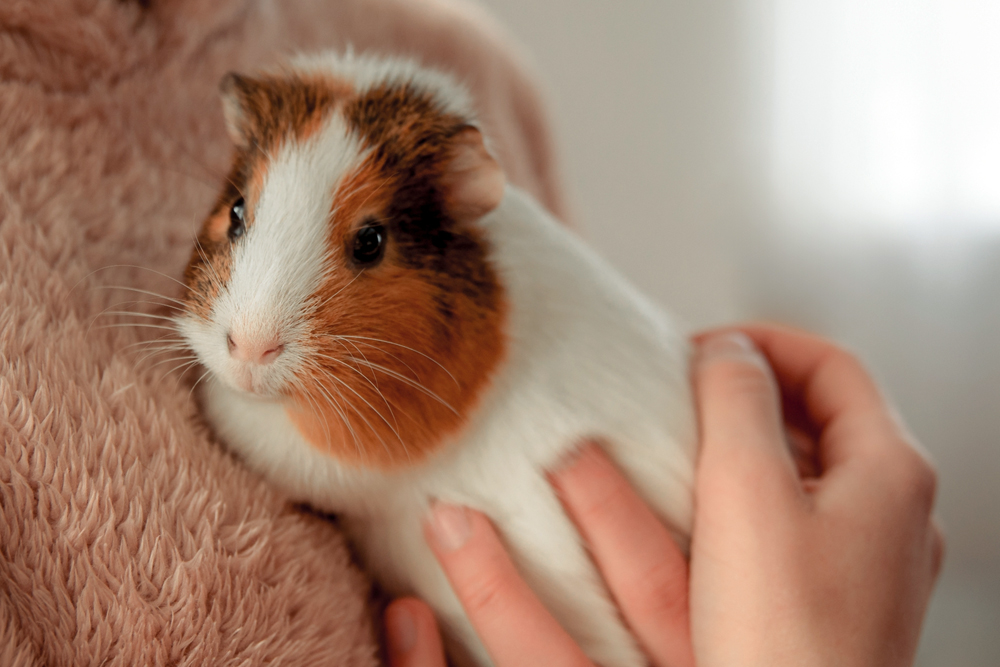 Small Animal Health News