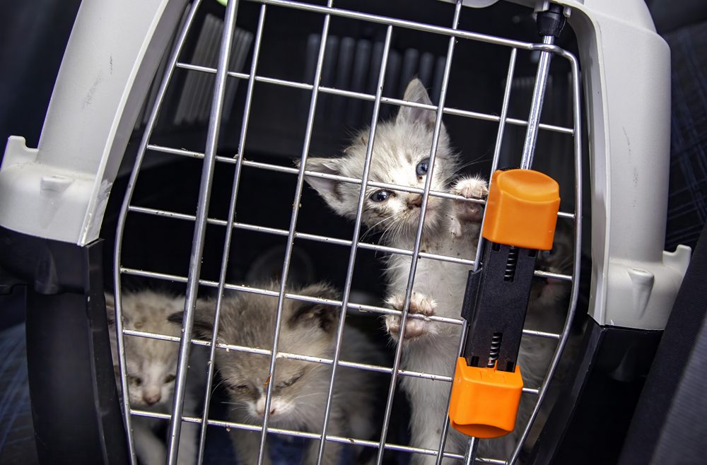 Small Animal Veterinary News