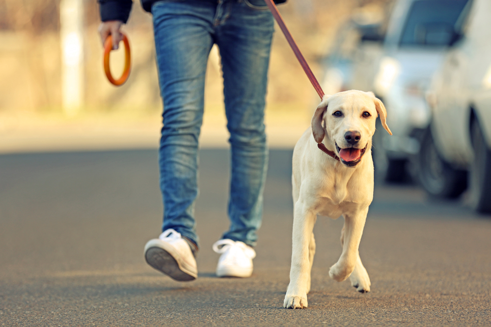Owner,And,Labrador,Dog,Walking,In,City,On,Unfocused,Background
