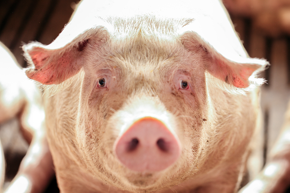 Closeup,Of,A,Pig,On,Livestock,Farm