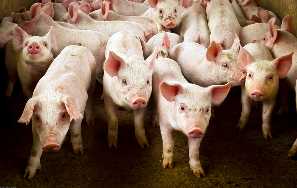 UNL Researchers Awarded $2.48M to Improve Disease Resiliency in Swine