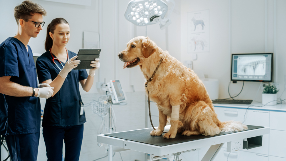 Tips for Team-Based Veterinary Health Care