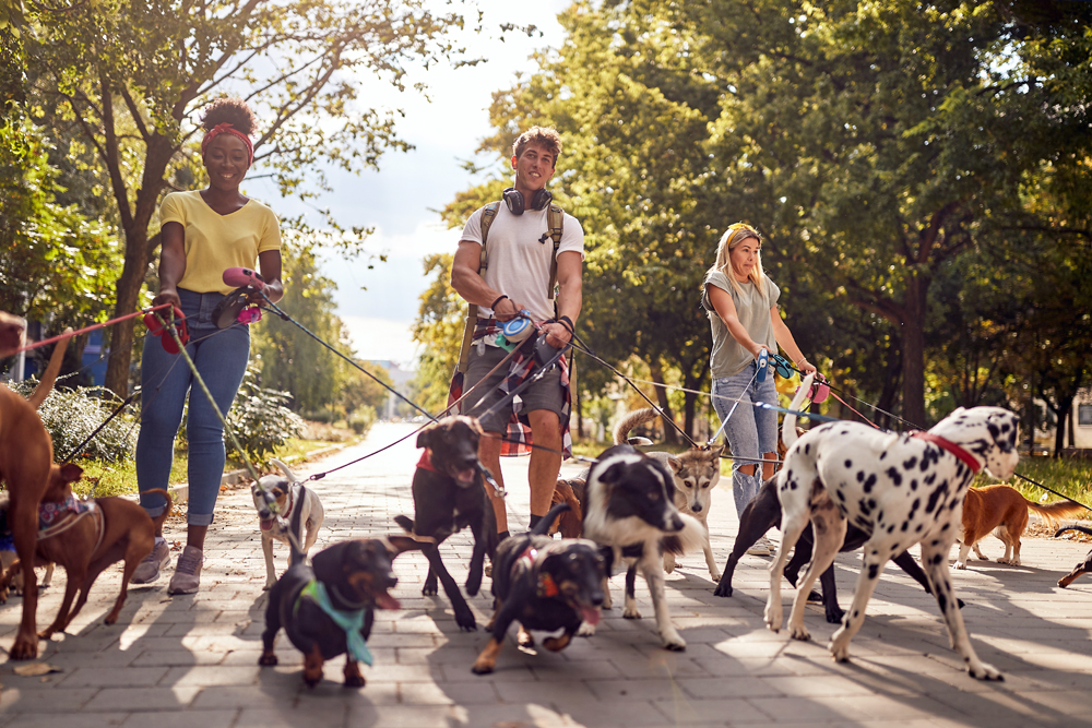 Trends in Pet Services: Animal Health News and Views