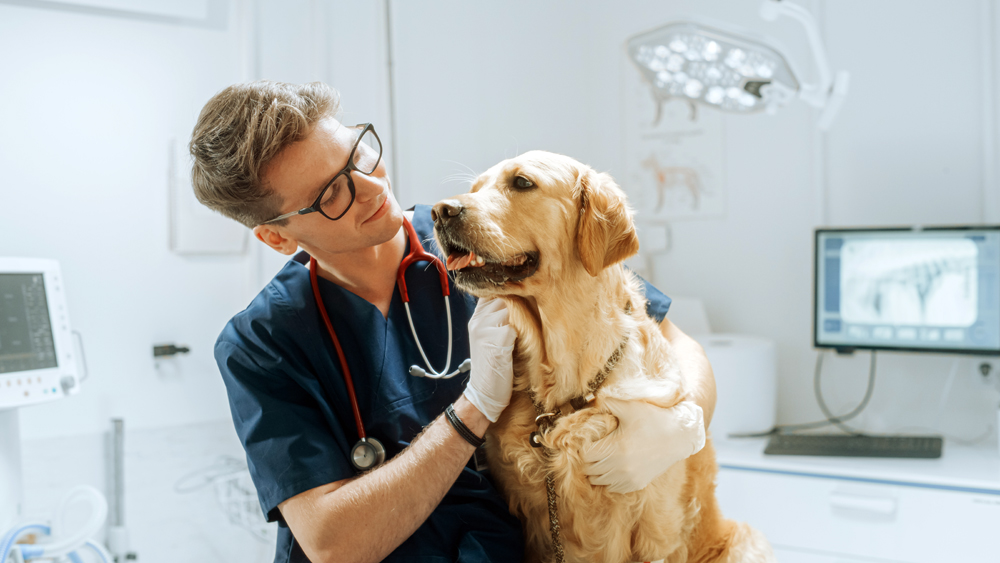 Young,Handsome,Veterinarian,Petting,A,Noble,Golden,Retriever,Dog.,Healthy