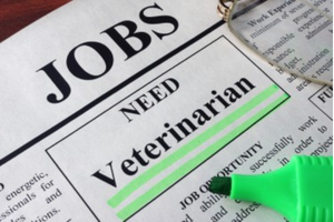 The U.S. Could Be Short Thousands of Veterinarians in the Next Few Years