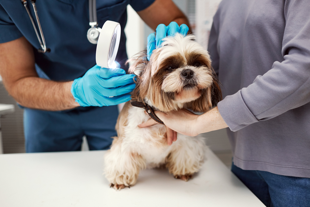 Close Up,Of,Veterinarian,With,Magnifying,Glass,Examining,Cute,Fluffy,Yorkshire