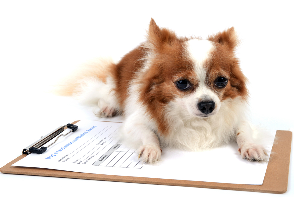 The Invisible Barrier: Why Sharing Your Dog’s Vaccination Records is Such a Hassle