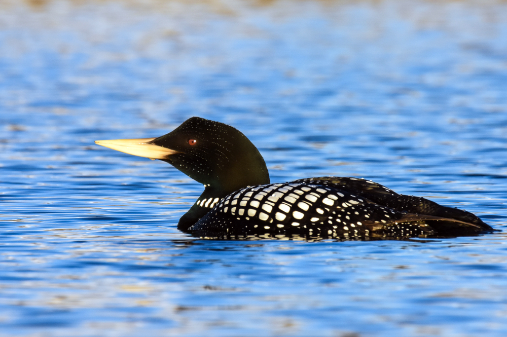 A,Yellow Billed,Loon,Swims,On,A,Pond,On,Alaska's,North