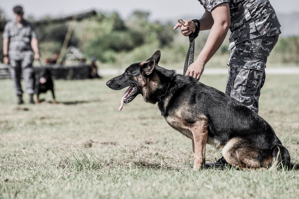 K9,Military,Dog,(k 9),Portrait,Of,Angry,Gray,Working,Line